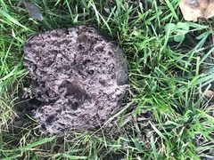 Calvatia cyathiformis