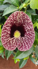 Aristolochia littoralis