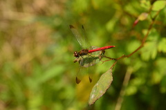 Sympetrum risi