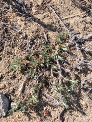 Cardionema ramosissimum