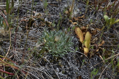 Antennaria dimorpha