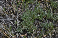 Antennaria dimorpha