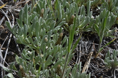 Antennaria dimorpha