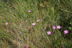 Centaurium portense