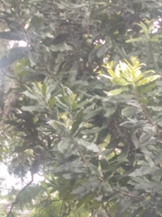 Macadamia integrifolia