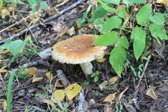 Russula foetens