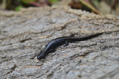 Salamandrella tridactyla