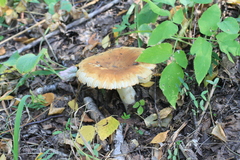 Russula foetens