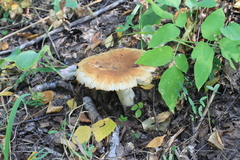 Russula foetens