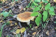 Russula foetens