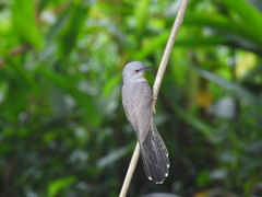 Cacomantis merulinus