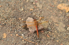 Sympetrum striolatum imitoides