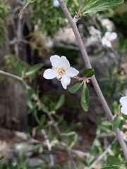 Peraphyllum ramosissimum