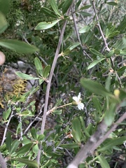 Peraphyllum ramosissimum