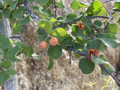 Malpighia diversifolia