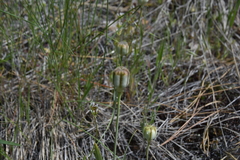 Fritillaria pudica