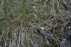 Fritillaria pudica