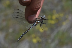 Rhionaeschna californica