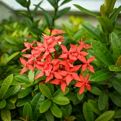Ixora coccinea