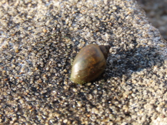 Physa
