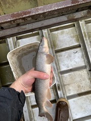 Catostomus catostomus