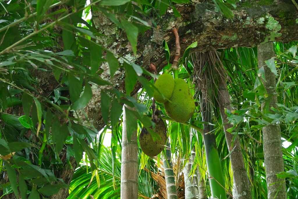 Jackfruit from Doluwa, Sri Lanka on August 19, 2015 at 07:31 AM by ...