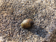 Physa