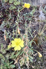 Oenothera longissima