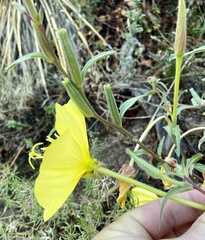 Oenothera longissima