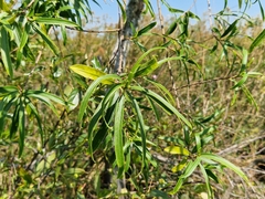 Sapium haematospermum