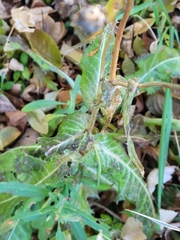 Sonchus arvensis
