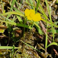 Utricularia gibba
