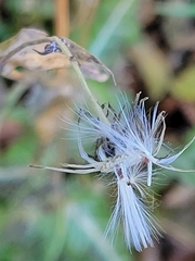 Sonchus arvensis