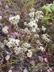 Pseudognaphalium obtusifolium