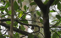 Saltator striatipectus