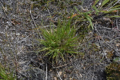 Danthonia intermedia