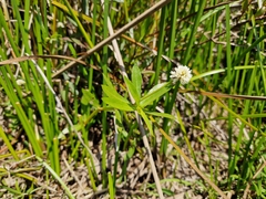 Alternanthera philoxeroides