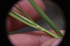 Danthonia intermedia