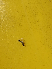 Dilophus tibialis breviceps