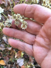 Pseudognaphalium obtusifolium