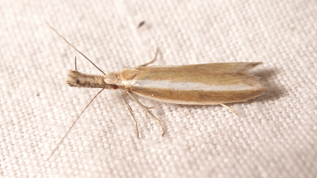 Pleurota