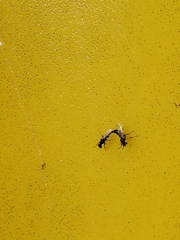 Dilophus tibialis breviceps