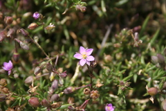 Spergularia rupicola