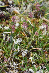 Tofieldia coccinea