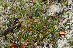 Tofieldia coccinea
