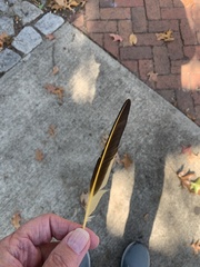 Colaptes auratus luteus