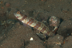 Amblyeleotris periophthalmus