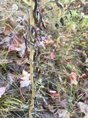 Pseudognaphalium obtusifolium