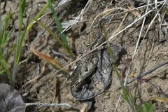 Psoloessa delicatula