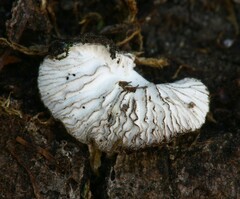Hypomyces tremellicola